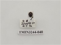 藏品(茄二十八星瓢蟲)的圖片